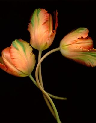 Brenda Pike’s “Orange and Green” is at Artworks Gallery along with other photographs in her floral series.