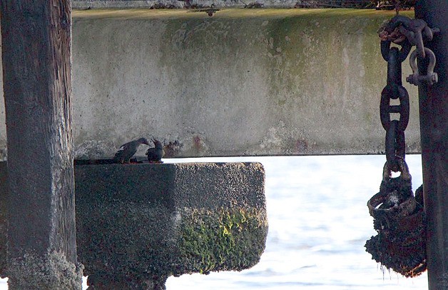 Pigeon guillemots rest under the Nichols Bros. dock in Langley in July.