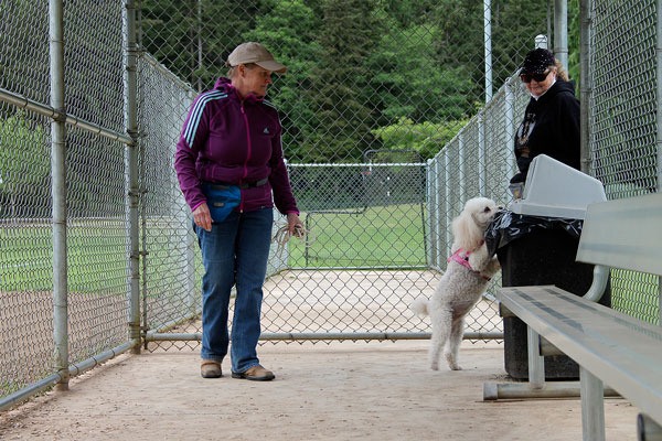 Keiko the poodle searches for a hidden scent as owner Dale Kerslake (left) and trainer Georgia Edwards (right) look on.