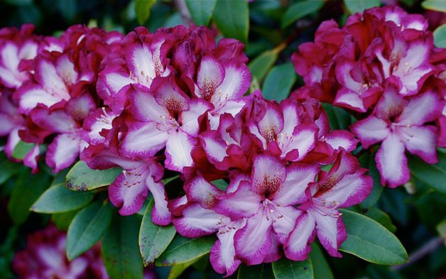 Guests at Meerkerk Gardens' spring fundraiser on Saturday