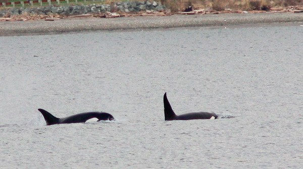 Orcas come up for air in Penn Cove on Thursday