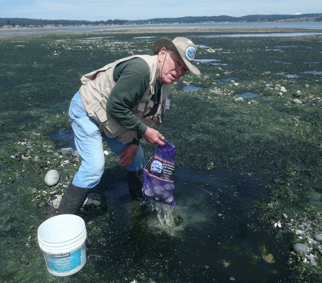 WSU Island County Beach Watcher Eugene Thrasher washes his haul of clams on Double Bluff beach.