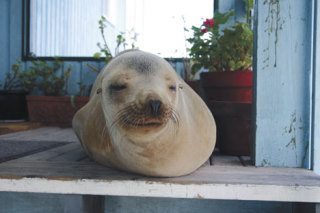 This adult female California sea lion relaxes at the Bush Point Bed & Breakfast on Monday after climbing a flight of stairs.