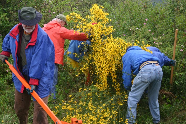 Workers tackle scotch broom on Whidbey Island.