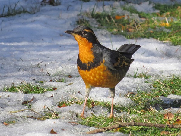A male varied thrush inspects the melting snow.