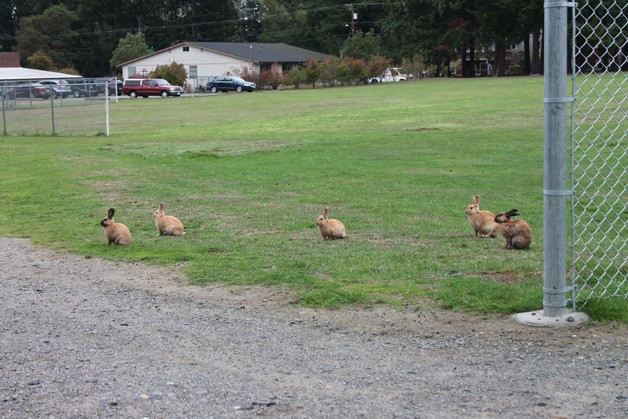 A pack of feral domestic rabbits loiter on an athletic field at Langley Middle School. The small cluster represents a much larger issue of voracious Velveteens eating landscaping and burrowing under the fields and people's yards.