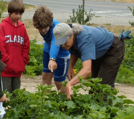 South Whidbey Children’s Center summer program  students are given some gardening tips by Good Cheer Food Bank’s garden director Cary Peterson.