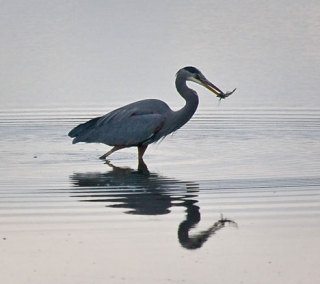 A blue heron grabs lunch near Deer Lagoon. Some residents of Diking District 1 are worried about the consequences of draining water from the environmentally sensitive area.