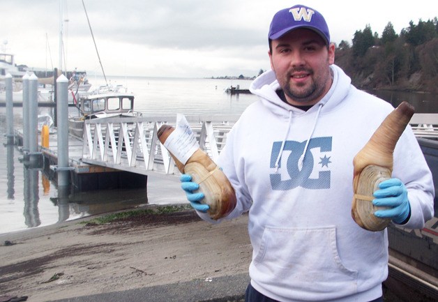 Adam Peterson displays two fine examples of geoducks caught near Langley last week. He estimated the harvest that day between 800 and 1