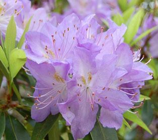 “Purple Passion” at Meerkerk Gardens in Greenbank is set for 9 a.m. to 4 p.m. June 8 and 9. Visit the nursery to celebrate purple rhododendrons. Wear purple and get a free plant. A wide variety of hybrid