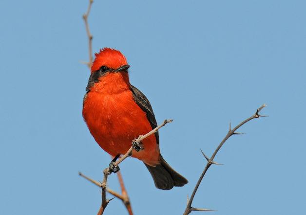 A vermilion flycatcher perches atop a bare thorn branch. Record columnist Frances Wood calls the bright-red avian the Valentine bird.