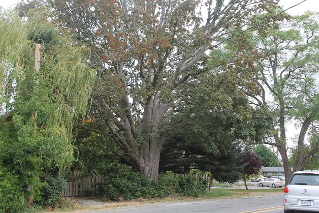 A maple tree on Third Street in Langley will be cut down soon following the recommendation of an arborist who declared it dangerous to a nearby household and pedestrians.