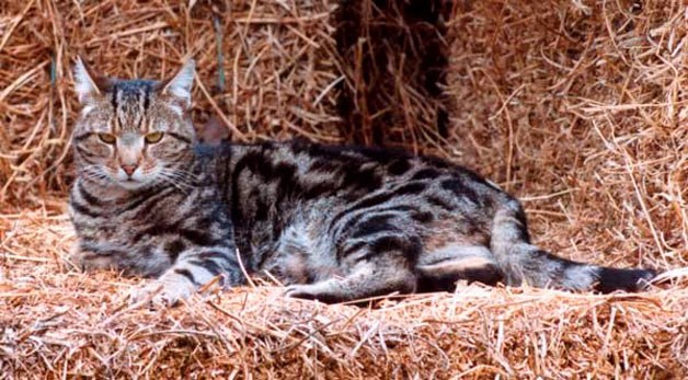 Feral cats that claim barns as their home help farmers fend off rodents and other critters that eat their crops.