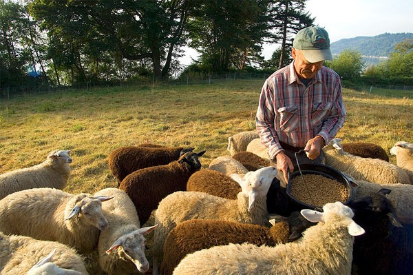 Sheep at Glendale Shepherd flock around property owner Stan Swanson during feeding time. Glendale Shepherd