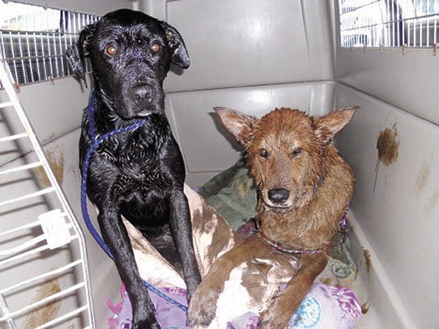 Roxie and Tucker await transportation to a groomer after being rescued from an abandoned lube pit.