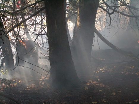 A fire that may have been sparked by fireworks spread across a wide area at Marguerite Brons Memorial Park in Bayview on Friday.