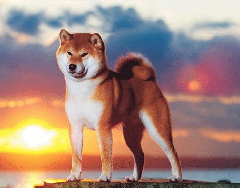 Langley Shiba Inu takes 'best of breed' at Westminster Dog Show | South  Whidbey Record
