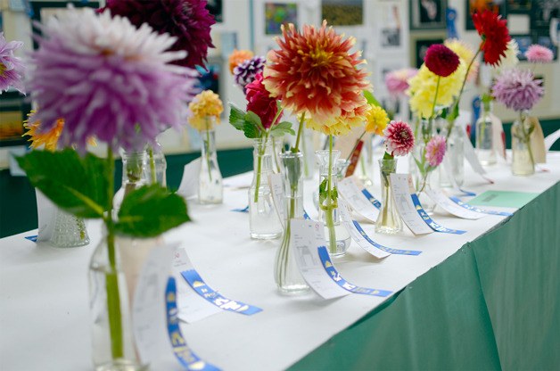 Rows of contest-winning flowers displayed during the Whidbey Island Fair