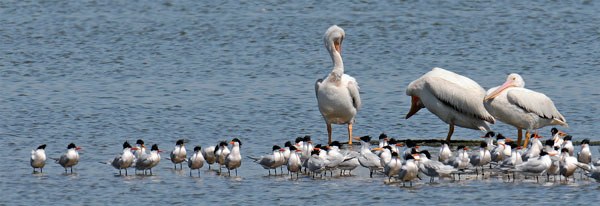 American white pelicans have been spotted on South Whidbey