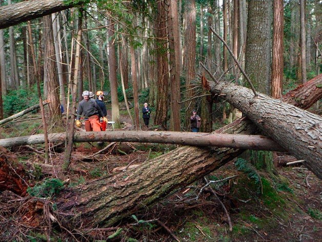 Volunteers spent over two dozen hours clearing Putney Woods of tumbled trees and other debris.