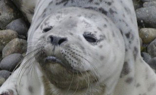 Seal pups are starting to show up on beaches across Puget Sound