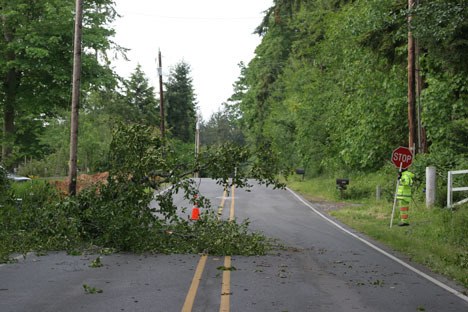A flagger stops traffic on Sills Road Thursday morning after a tree fell into the northbound lane.