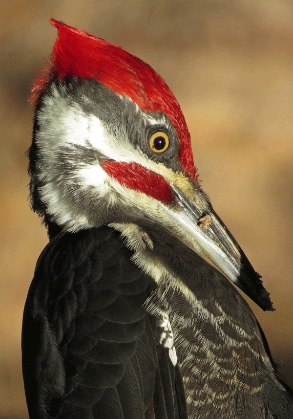 A male pileated woodpecker holds still for a photo.