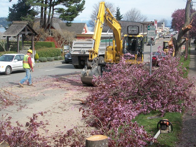 A Krieg Construction worker crosses First Street where flowering plum trees were removed Wednesday. At left is the entry to the Inn at Langley.