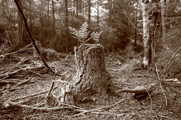 A fern grows out of a stump within the forest in the 664-acre Trillium Woods north of Freeland. A drive to purchase and preserve the property is nearing its goal