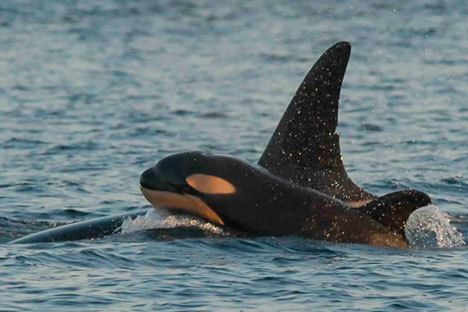 The baby orca named “Star” makes an appearance off Possession Point.