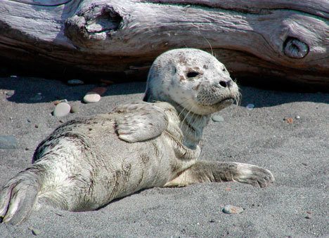 A seal pup waits for its mother on a Whidbey Island beach. People are advised to stay away.