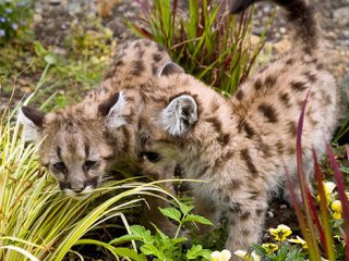 Dave Colburn’s Predators of the Heart will be at the celebration. He will bring the grown-up versions of these young cougars.