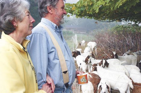 Betty Azar and Larry Harris of Freeland watch the goats at work in their field filled with berry vines. “We just find them fascinating