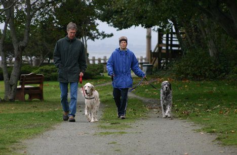 Ron and Dawn Michelsen of Freeland walk their English setters