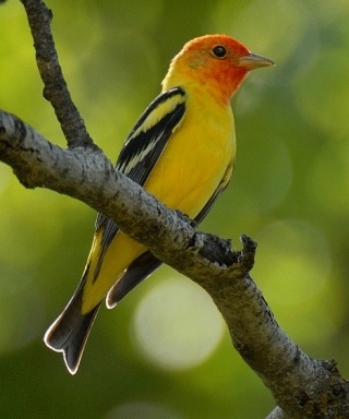 The Western Tanager is a colorful visitor to Whidbey Island.