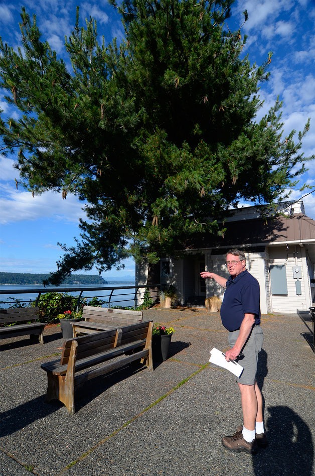Langley Public Works Director Stan Berryman points out an old pine treee that is being considered for removal due to damaging Village Pizzeria.