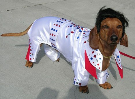 Rusty the Elvis impersonator took the top prize at the recent Mutt Strutt in Bayview.