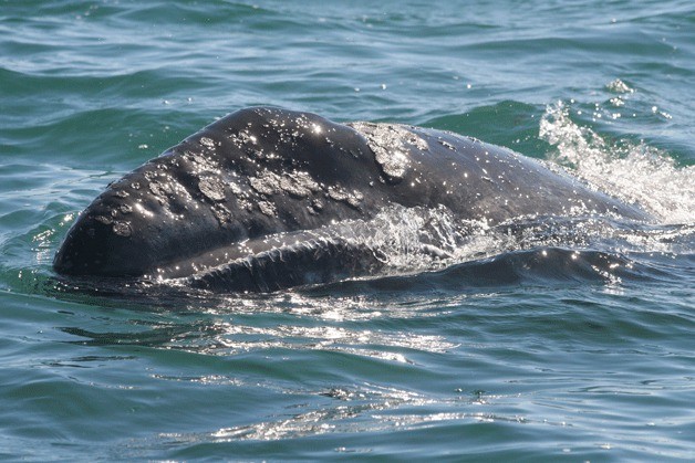 The gray whales are back in Saratoga Passage off the coast of Whidbey Island.