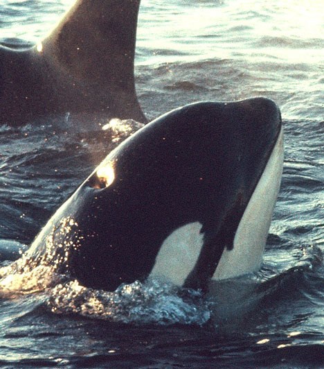 Lolita the orca whale is shown during her capture in Penn Cove in 1970.