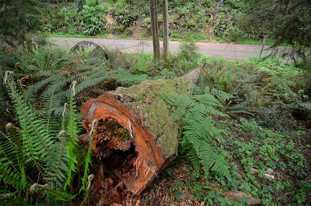 Tree rot kept the campgrounds at South Whidbey State Park closed this summer. State parks is now working to create a plan for the area’s future.