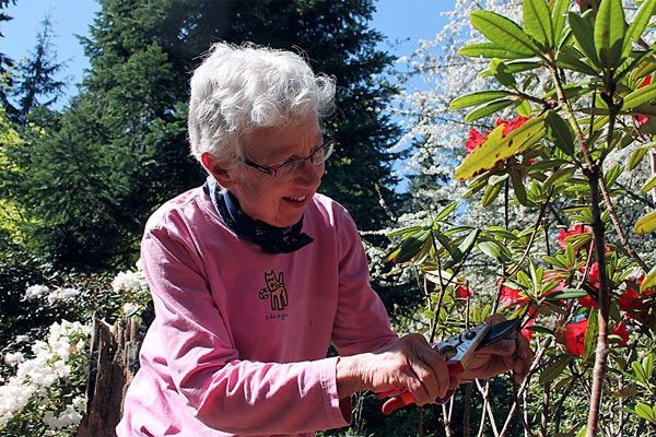 'Deadheader' volunteer Barbara Douglas prunes rhododendrons in the specialty nursery.