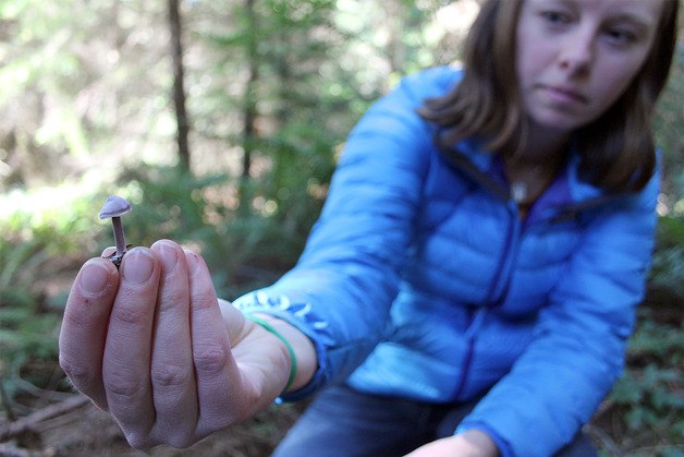 Ida Gianopulos holds up a tiny mushroom she spotted in South Whidbey State Park.