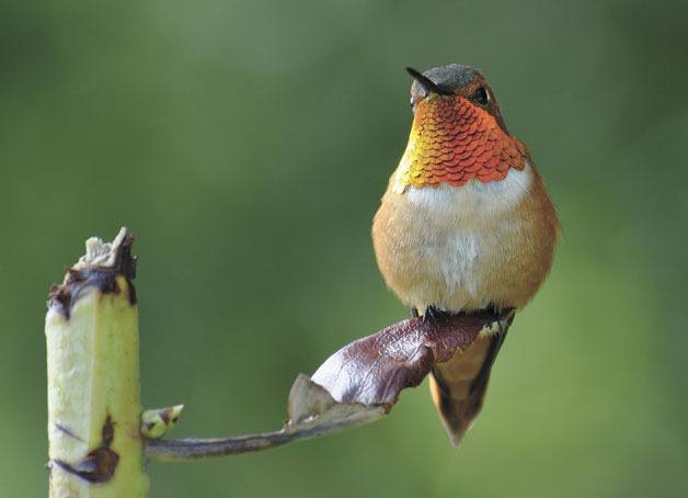 A male Rufous Hummingbird pauses long enough for a photo.