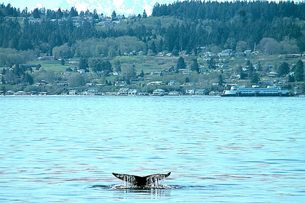 A gray whale propels itself downward to feed on shrimp in Saratoga Passage. The whales will be viewable during the Welcome the Whales Festival