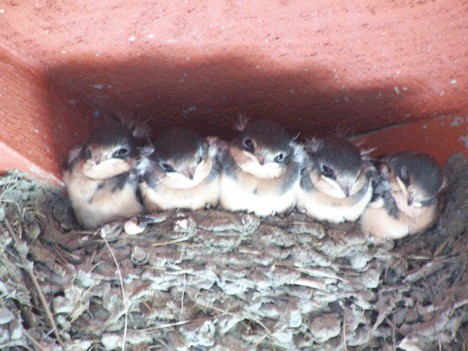 A group of young Barn Swallows peers out from a nest