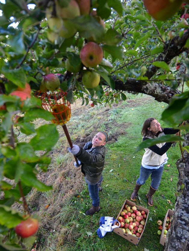 Gleeful Gleaners volunteers Sandi Coutts and Gabrielle Baalke pick apples at a home on Maxwelton Road last week.