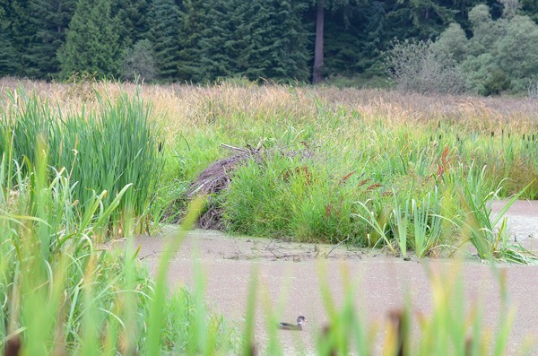 A duck swims past a beaver house at Miller Lake in Maxwelton. The Growth Management Hearings Board for Western Washington issued a ruling late last month that said Island County's beaver dam and beaver house removal rules did not meet state law. It also identified six other failures in the fish and wildlife habitat conservation areas update adopted by the county commissioners this past September.