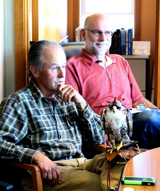 Steve Layman holds his saker falcon “Joe” while presenting options for controlling the rabbit population on Sept. 9.