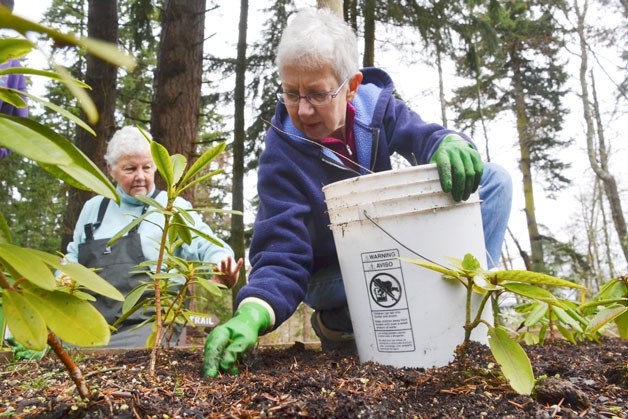 Greenbank residents Arlee Anderson and Barbara Douglas pull weeds during a volunteer day at Meerkerk Rhododendron Gardens in preparation for the spring nursery plant sale March 22 and 23.