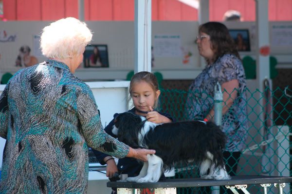 Mikaela Nelson’s dog Maslow is inspected during the first day of the Whidbey Island Fair